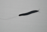 slak op tent 8-2014 7332